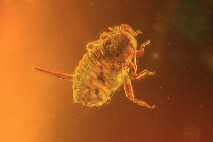 Fossil Aphid (Sternorrhyncha) In Baltic Amber #81661